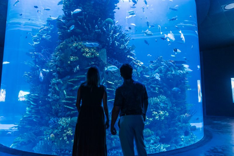 Visitors at the Mazatlán aquarium observing a large cylindrical marine exhibit — highlighting the city’s lifestyle and cultural attractions for employees and families